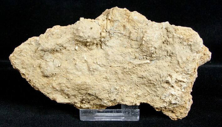 Fossil Jurassic Echinoderms (Acrosalenia) - France #3178